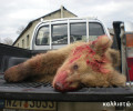 Εγνατία Οδός: 12η αρκούδα νεκρή σε τροχαίο στον δρόμο - καρμανιόλα!