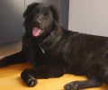 Βρέθηκε μαύρος θηλυκός σκύλος στα Ιλίσια Αττικής