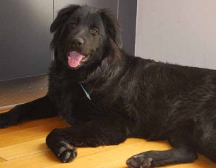 Βρέθηκε μαύρος θηλυκός σκύλος στα Ιλίσια Αττικής