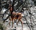 Απαραίτητη η μεταφορά ελαφιών από την Πάρνηθα για εμπλουτισμό άλλων βιότοπων