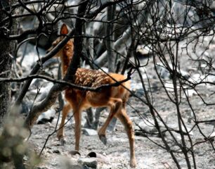 Απαραίτητη η μεταφορά ελαφιών από την Πάρνηθα για εμπλουτισμό άλλων βιότοπων