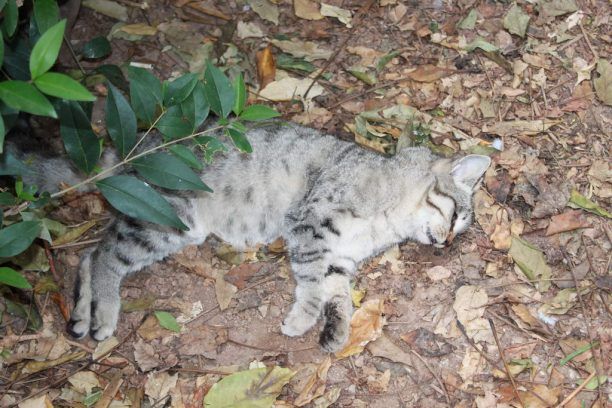 Νεκρές γάτες από φόλα και στην Καλλιθέα Αττικής