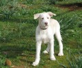 Χάθηκε σκύλος στο Μοσχάτο Αττικής