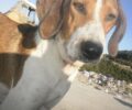 Ελευθερούπολη Καβάλας: Η σκυλίτσα με το βαθύ τραύμα τα κατάφερε αλλά παραμένει εκτεθειμένη