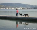 Οικονομική εξόρμηση για δημιουργία κτηνιατρείου για δωρεάν στειρώσεις αδέσποτων στην Πάρο