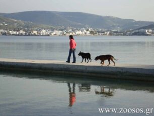 Οικονομική εξόρμηση για δημιουργία κτηνιατρείου για δωρεάν στειρώσεις αδέσποτων στην Πάρο