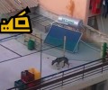 Σκελετωμένα σκυλιά σε ταράτσα πολυκατοικίας στην Πετρούπολη (βίντεο)
