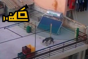 Σκελετωμένα σκυλιά σε ταράτσα πολυκατοικίας στην Πετρούπολη (βίντεο)