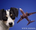 Ζητούν να μάθουν αν στο Αεροδρόμιο Καβάλας «Μέγας Αλέξανδρος» κατ’ εντολή Fraport εκτελέστηκαν 3 σκυλιά