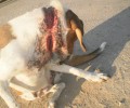 Ελευθερούπολη Καβάλας: Έπνιγε τον σκύλο η θηλιά γύρω από τον λαιμό του