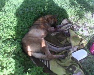 Έσωσαν το πληγωμένο λυκόσκυλο που βρέθηκε να υποφέρει στο Ηράκλειο Κρήτης