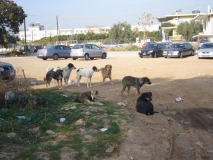 Με φόλες δηλητηριάζουν τα σκυλιά γύρω από το νοσοκομείο Ελευσίνας