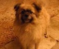 Βρέθηκε σκύλος ημίαιμο Πεκινουά στην Αγία Παρασκευή Αττικής