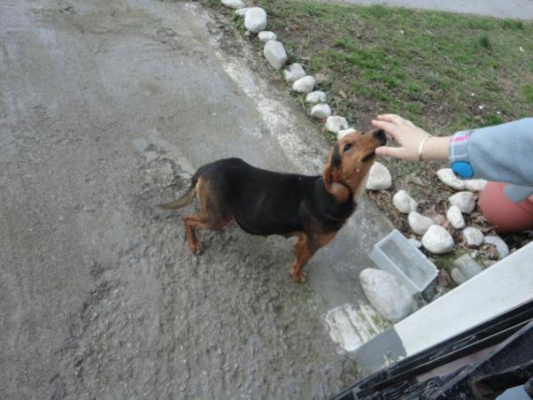 Καρδίτσα: Στειρώθηκε η σκυλίτσα που κινδύνευε να πεθάνει από τα μεγαλόσωμα έμβρυα