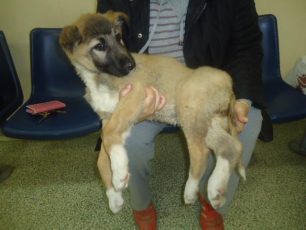 Έκκληση για την Greca τον πολυτραυματία σκύλο που βρέθηκε στο Ανατολικό Θεσσαλόνικης