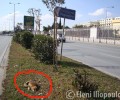 Αλεπού νεκρή στο διάζωμα της Λ. Μεσογείων στην Αθήνα!