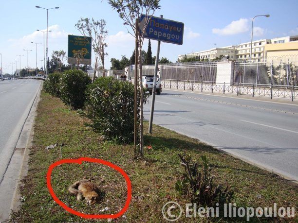 Αλεπού νεκρή στο διάζωμα της Λ. Μεσογείων στην Αθήνα!