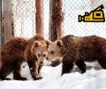 Τα αρκουδάκια επέστρεψαν στη φύση. Εσείς μπορείτε να τα παρατηρείτε μέσω Facebook καθημερινά!
