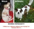 Χάθηκαν η Μάγια και ο Βλάσσης δύο σκυλιά που χάθηκαν στου Παπάγου