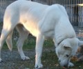 Σκότωσαν σκύλο με λοστό στα Βασιλικά Θεσσαλονίκης