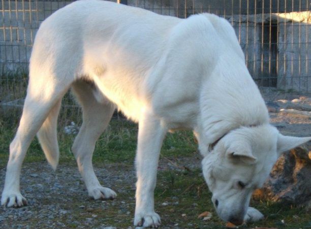 Σκότωσαν σκύλο με λοστό στα Βασιλικά Θεσσαλονίκης