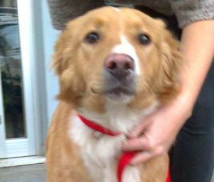 Βρέθηκε αρσενικός σκύλος στην Αγία Παρασκευή Αττικής