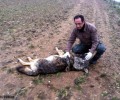 Δηλητηριασμένος λύκος στην Κορησό Καστοριάς
