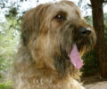 Βρέθηκε σκύλος ράτσας Briard στην Αγία Παρασκευή Αττικής