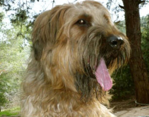 Βρέθηκε σκύλος ράτσας Briard στην Αγία Παρασκευή Αττικής