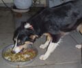 Χαρίζεται σκύλος που ζούσε στις Αφίδνες Ωρωπού