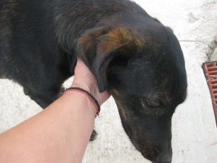 Σκύλος στο Κορωπί Αττικής κινδυνεύει από άλλα αδέσποτα