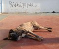 Ξεπάστρεψαν με φόλες σκυλιά στον πιο τουριστικό πεζόδρομο της Βέροιας