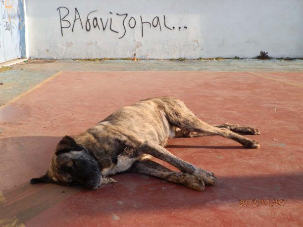 Ξεπάστρεψαν με φόλες σκυλιά στον πιο τουριστικό πεζόδρομο της Βέροιας