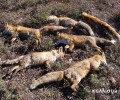 Φθιώτιδα: Δηλητηρίασαν 7 αλεπούδες, άγνωστος ο ακριβής αριθμός των ζώων που πέθαναν
