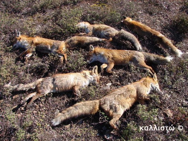 Φθιώτιδα: Δηλητηρίασαν 7 αλεπούδες, άγνωστος ο ακριβής αριθμός των ζώων που πέθαναν