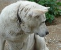 Ξυλοκόπησαν τον σκύλο μέχρι θανάτου επειδή υπερασπίστηκε την περιοχή του στα Βασιλικά Θεσσαλονίκης