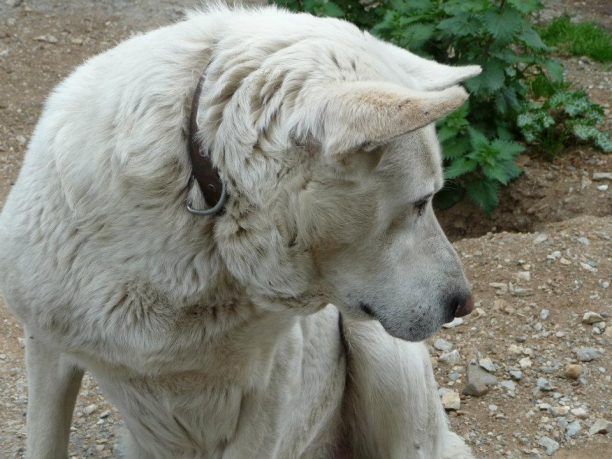 Ξυλοκόπησαν τον σκύλο μέχρι θανάτου επειδή υπερασπίστηκε την περιοχή του στα Βασιλικά Θεσσαλονίκης