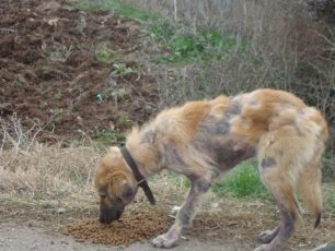 Γιαννιτσά: Ο «αόρατος» σκύλος Μπεν κάποτε είχε σπίτι