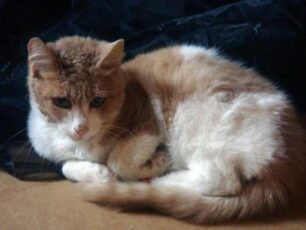 Το σοφό γατάκι Ικεάκι ξέρει τα πάντα