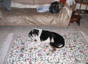 Ηλικιωμένη σκυλίτσα που βρέθηκε στην Αθήνα χρειάζεται σπιτικό