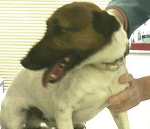 Υιοθετήθηκε - Βρέθηκε Jack Russell στην Νέα Πεντέλη 1 jack1