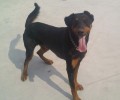 Βρέθηκε - Ο σκύλος Νίνο χάθηκε μεταξύ Παλλήνης και Ντράφι Αττικής