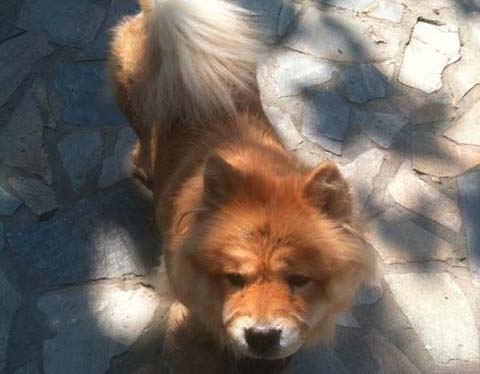 Εντοπίστηκε! Χάθηκε Τσόου - Τσόου στο Μαρούσι