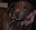 Βρέθηκε θηλυκός σκύλος να περιφέρεται στο Χαλάνδρι Αττικής