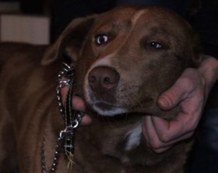Βρέθηκε θηλυκός σκύλος να περιφέρεται στο Χαλάνδρι Αττικής