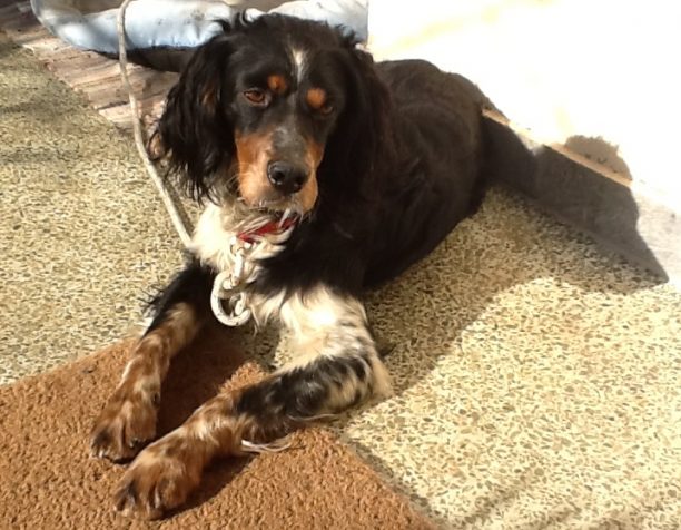 Ημίαιμο Springer Spaniel βρέθηκε στην Κάντζα
