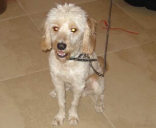 Πεντακάθαρος και φρεσκοκουρεμένος σκύλος βρέθηκε στη Λ. Αθηνών στην Αθήνα