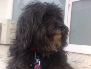 Εντοπίστηκε αρσενικός σκύλος πρόσφατα εγχειρισμένος στα Βριλήσσια Αττικής