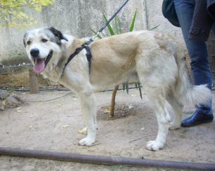 Ελευσίνα: Έσωσαν τον σκύλο που βρήκαν κακοποιημένο & του αξίζει ένα κανονικό σπιτικό