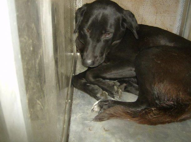 Βρέθηκε - Χάθηκε στον Χολαργό Αττικής η σκυλίτσα που πάσχει από αφροδίσιο νόσημα